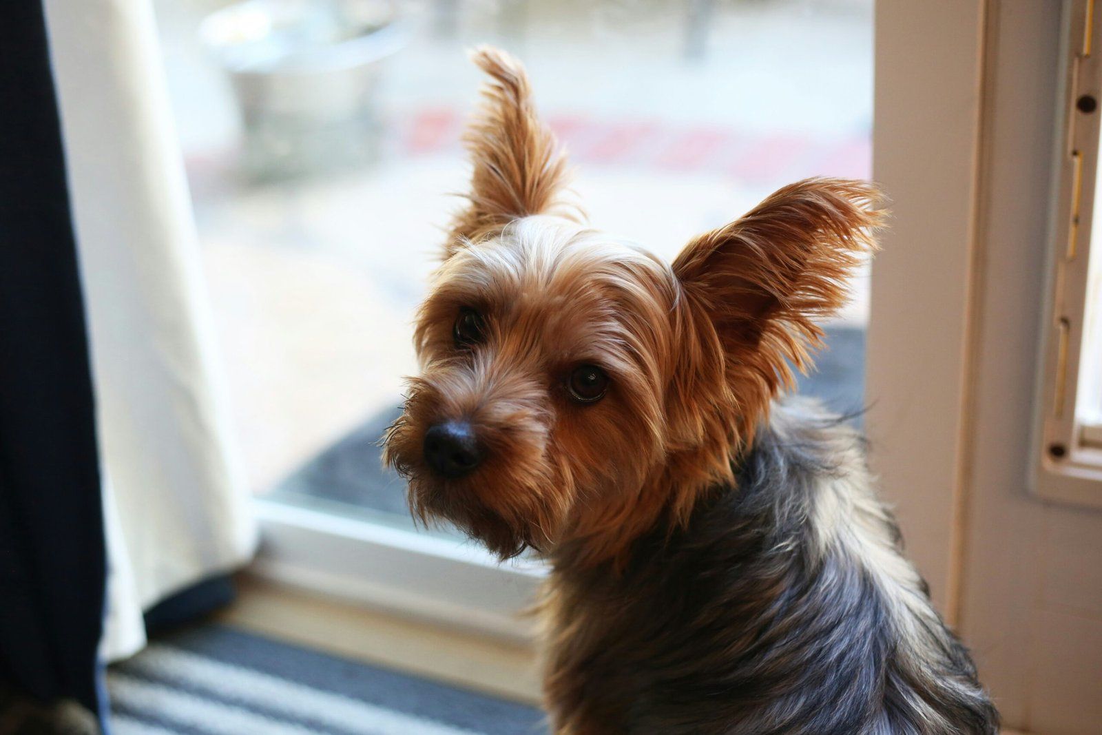 Yorkshire puppy near a window, looking back at the camera.