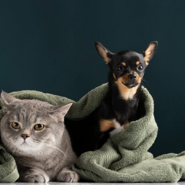 Pet-Safe Cleaning: Protecting Your Furry Friend