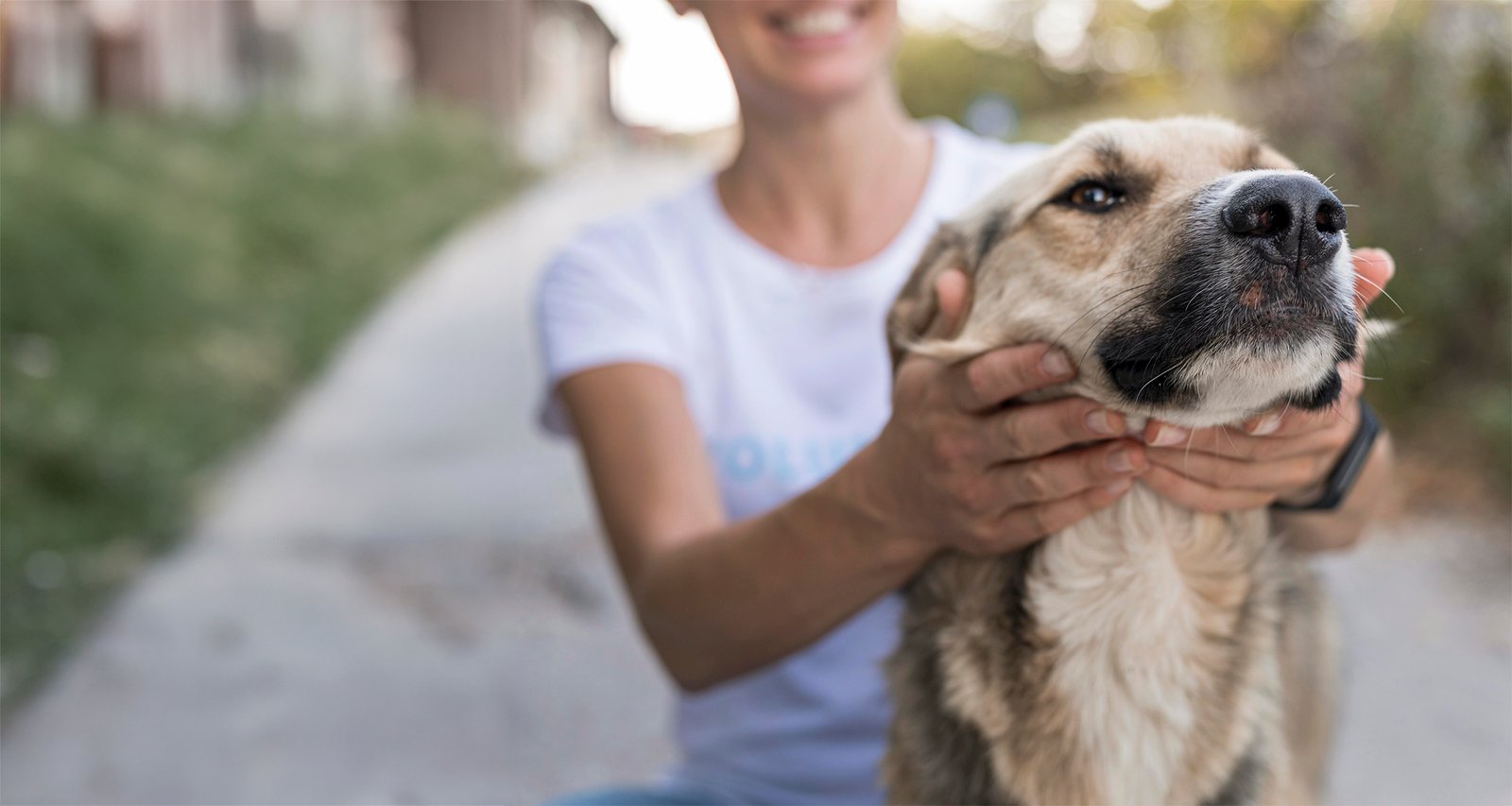 A dog at a rescue shelter with volunteer