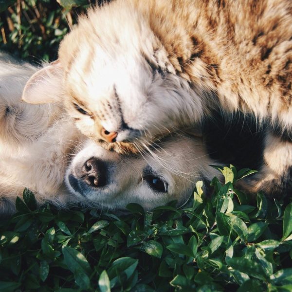 A dog and a cat over grass