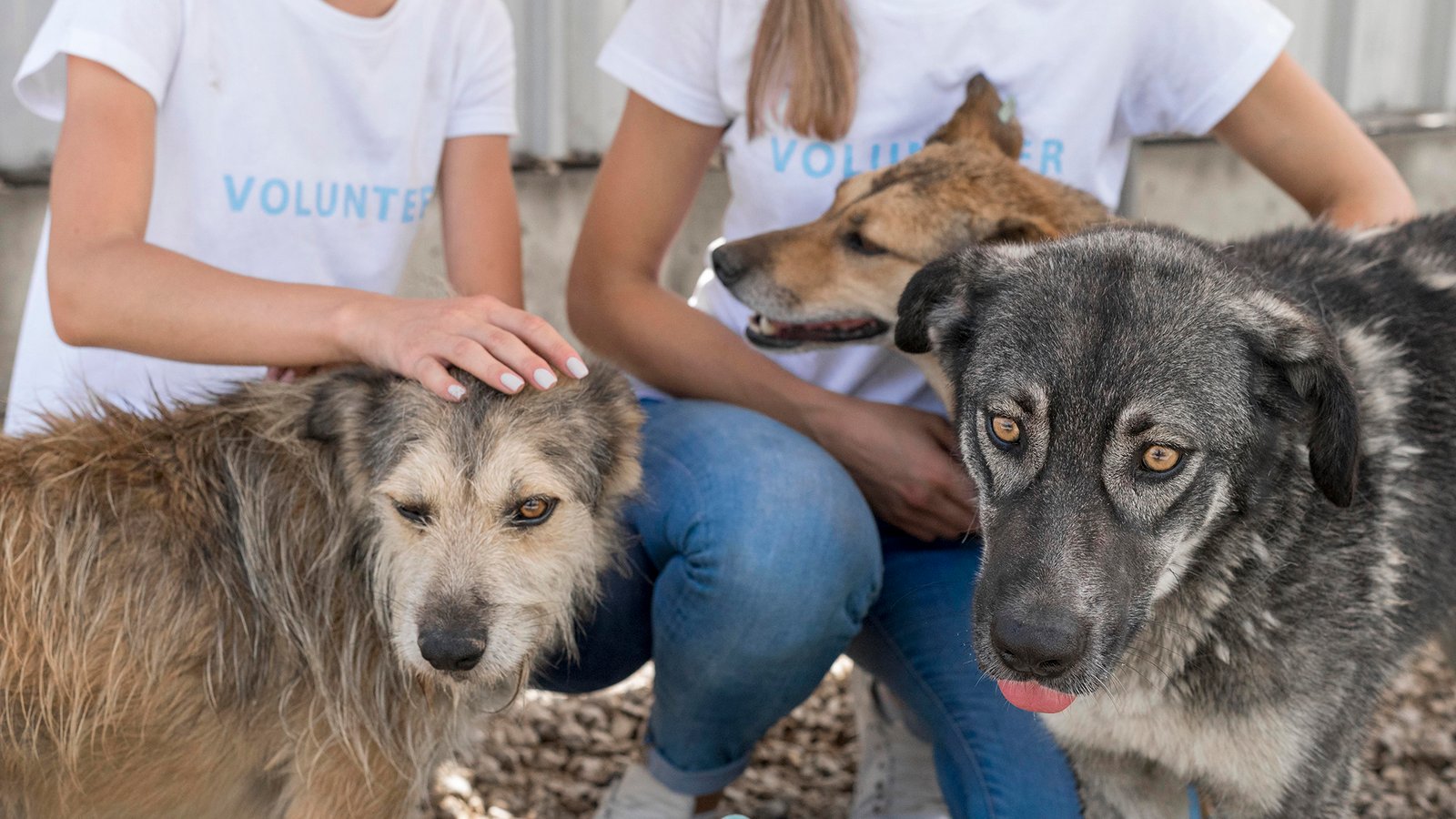 A few dogs at a rescue shelter with volunteers