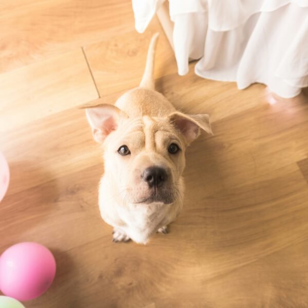 Cleaning Pet Urine From Hardwood Floors