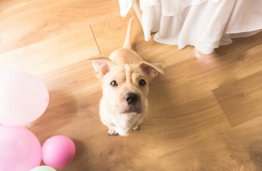 Cleaning Pet Urine From Hardwood Floors