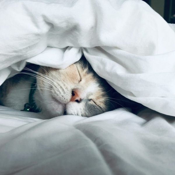 Cat sleeping between white sheets